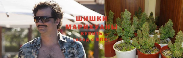 прущие грибы Ельня